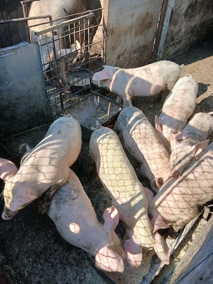 porc de vanzare 