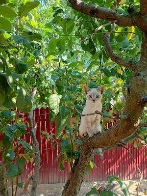 Donez pui de pisică, fetițe și băieți 