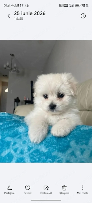 Bichon maltez mini toy