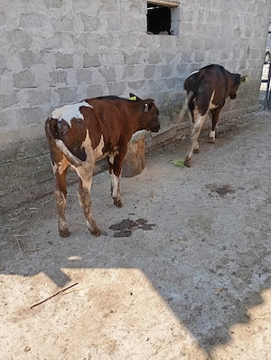 Vitei de vînzare sunt înțărcați mănâncă iarbă și uscat  - imagine 5