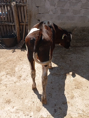 Vitei de vînzare sunt înțărcați mănâncă iarbă și  uscat