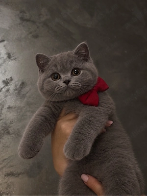 motan british shorthair 