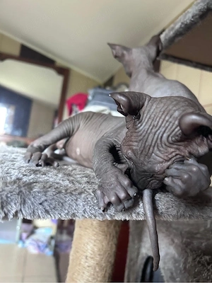 pisicute sphynx - imagine 3