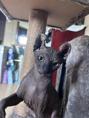 pisicute sphynx - imagine 2