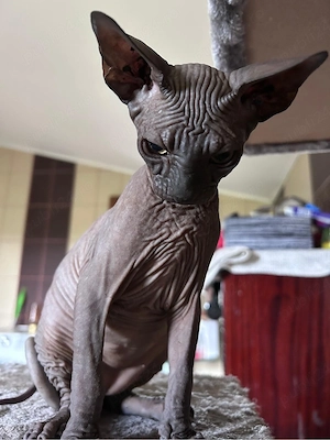 pisicute sphynx - imagine 5