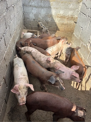 Purcei de vânzare