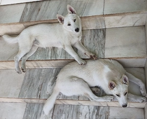 Doi husky siberieni albi superbi - imagine 5