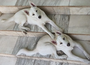 Doi husky siberieni albi superbi - imagine 4