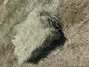 Baloti lucerna ecologica