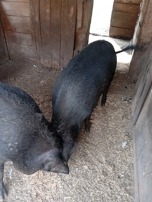 De vânzare două scrofițe  mangalița cu bazna , sacrificat sau  reproductie.