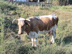 Vaca bălțată românească  - imagine 3