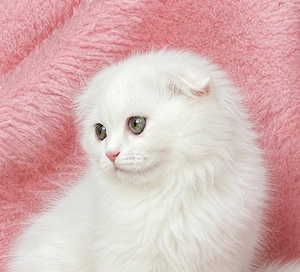 Pisicuță albă Scottish Fold Longhair, cu Pedigree