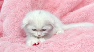 Pisicuță albă Scottish Fold Longhair, cu Pedigree - imagine 5
