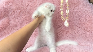 Pisicuță albă Scottish Fold Longhair, cu Pedigree - imagine 3
