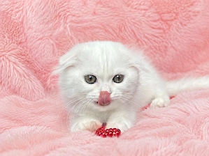 Pisicuță albă Scottish Fold Longhair, cu Pedigree - imagine 2