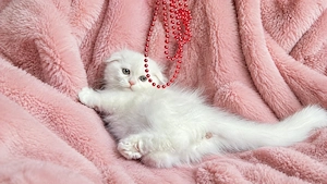 Pisicuță albă Scottish Fold Longhair, cu Pedigree - imagine 5