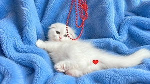 Pisicuță albă Scottish Fold Longhair, cu Pedigree - imagine 3