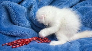 Pisicuță albă Scottish Fold Longhair, cu Pedigree - imagine 2