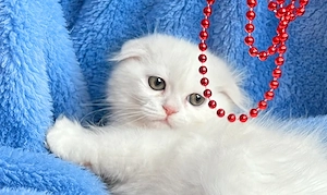 Pisicuță albă Scottish Fold Longhair, cu Pedigree