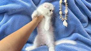 Pisicuță albă Scottish Fold Longhair, cu Pedigree - imagine 5