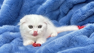 Pisicuță albă Scottish Fold Longhair, cu Pedigree - imagine 4
