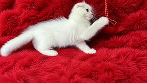 Pisicuță albă Scottish Fold Longhair, cu Pedigree - imagine 3