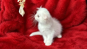 Pisicuță albă Scottish Fold Longhair, cu Pedigree - imagine 5