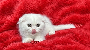 Pisicuță albă Scottish Fold Longhair, cu Pedigree - imagine 4