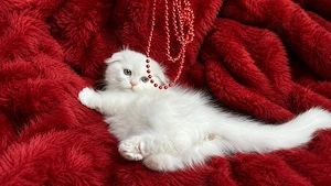 Pisicuță albă Scottish Fold Longhair, cu Pedigree - imagine 4