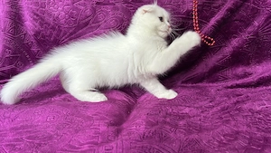 Pisicuță albă Scottish Fold Longhair, cu Pedigree
