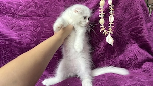 Pisicuță albă Scottish Fold Longhair, cu Pedigree - imagine 4