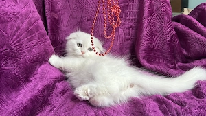 Pisicuță albă Scottish Fold Longhair, cu Pedigree - imagine 2