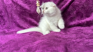 Pisicuță albă Scottish Fold Longhair, cu Pedigree - imagine 3