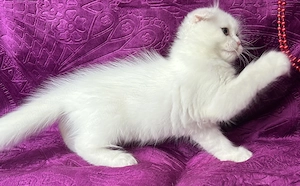 Pisicuță albă Scottish Fold Longhair, cu Pedigree - imagine 5