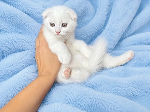 Motănel alb Scottish Fold, cu Pedigree - imagine 4