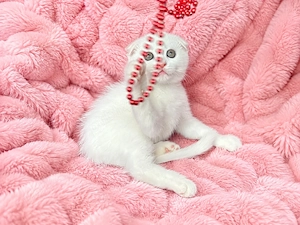 Motănel alb Scottish Fold, cu Pedigree