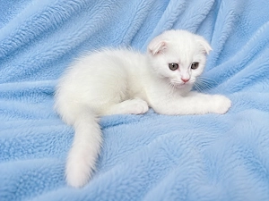 Motănel alb Scottish Fold, cu Pedigree - imagine 5
