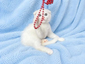 Motănel alb Scottish Fold, cu Pedigree - imagine 3