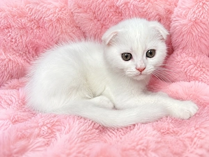 Motănel alb Scottish Fold, cu Pedigree - imagine 3