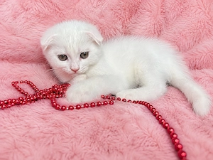 Motănel alb Scottish Fold, cu Pedigree - imagine 2