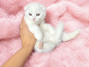 Motănel alb Scottish Fold, cu Pedigree - imagine 4