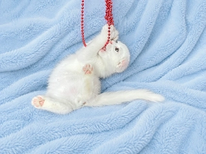 Motănel alb Scottish Fold, cu Pedigree - imagine 2