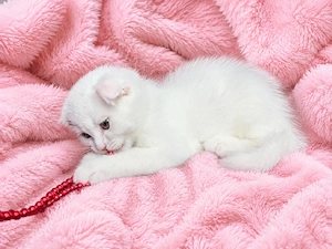Motănel alb Scottish Fold, cu Pedigree - imagine 5
