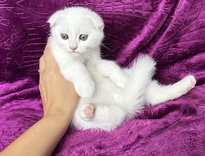 Motănel alb Scottish Fold, cu Pedigree - imagine 4