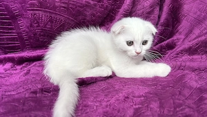 Motănel alb Scottish Fold, cu Pedigree - imagine 3