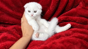 Motănel alb Scottish Fold, cu Pedigree - imagine 5
