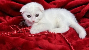 Motănel alb Scottish Fold, cu Pedigree - imagine 3