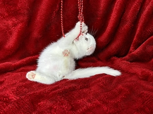Motănel alb Scottish Fold, cu Pedigree - imagine 2