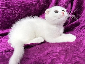 Motănel alb Scottish Fold, cu Pedigree - imagine 2
