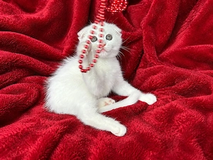 Motănel alb Scottish Fold, cu Pedigree - imagine 4